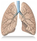FAQs for Lung Transplant